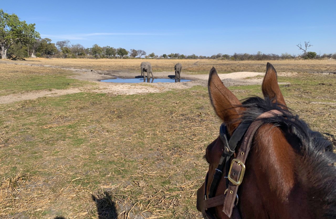 Saddle Up: Erin Harriott's Okavango Delta Ride - Globetrotting horse riding holidays