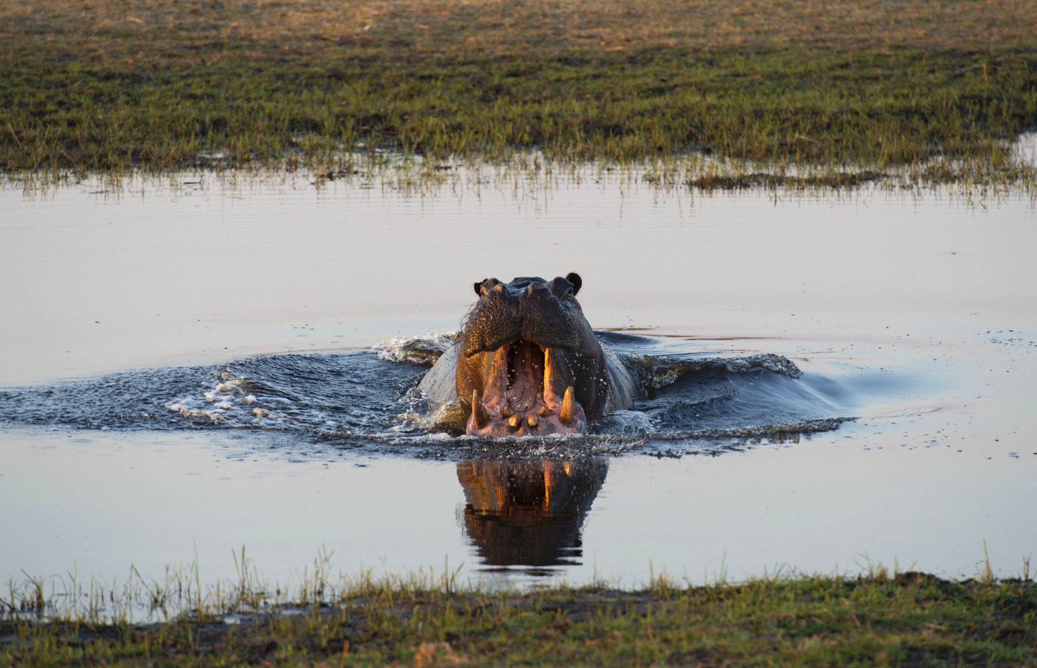 Saddle Up: Erin Harriott's Okavango Delta Ride - Globetrotting horse riding holidays