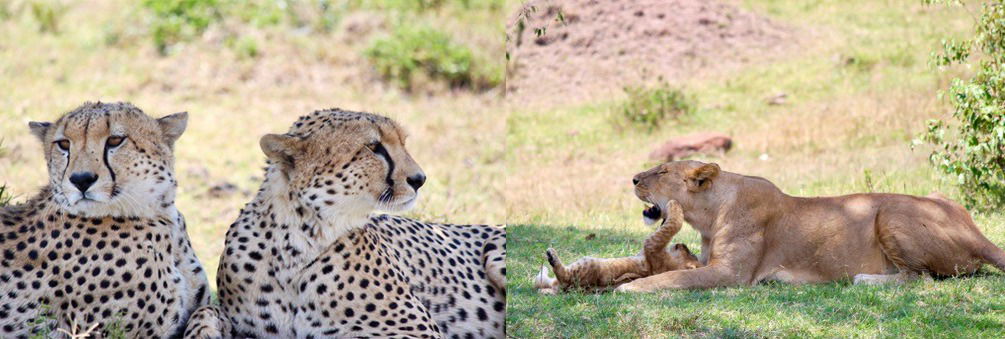 Meet a Globetrotter: Allanah Powell - Globetrotting horse riding holidays - Maasai Mara, Kenya