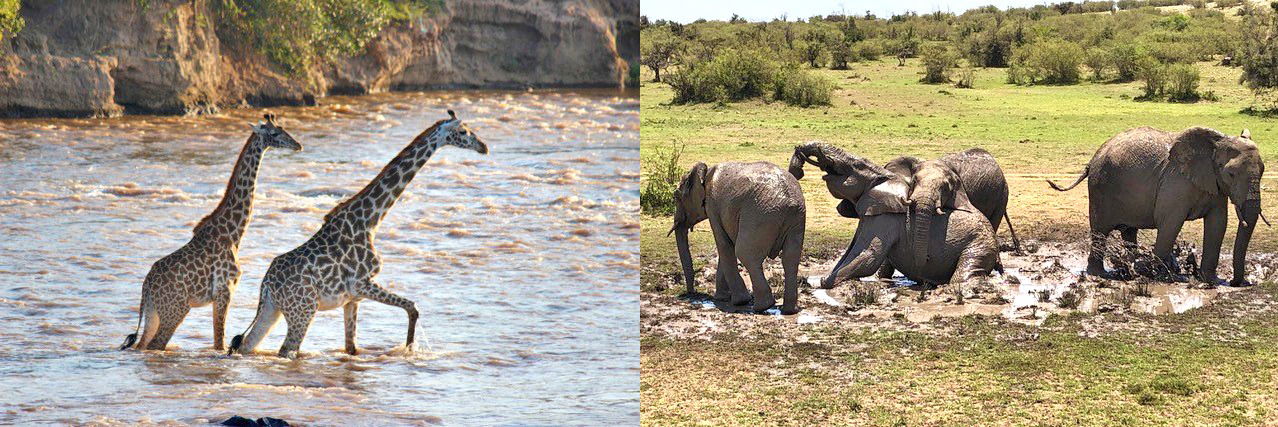 Meet a Globetrotter: Allanah Powell - Globetrotting horse riding holidays - Maasai Mara, Kenya