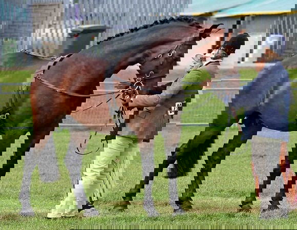 Horse Breed: Cleveland Bay - Globetrotting horse riding holidays