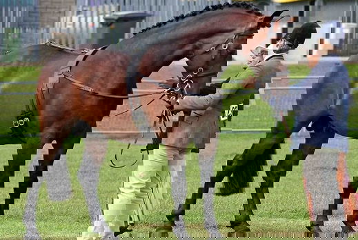 Horse Breed: Cleveland Bay - Globetrotting horse riding holidays