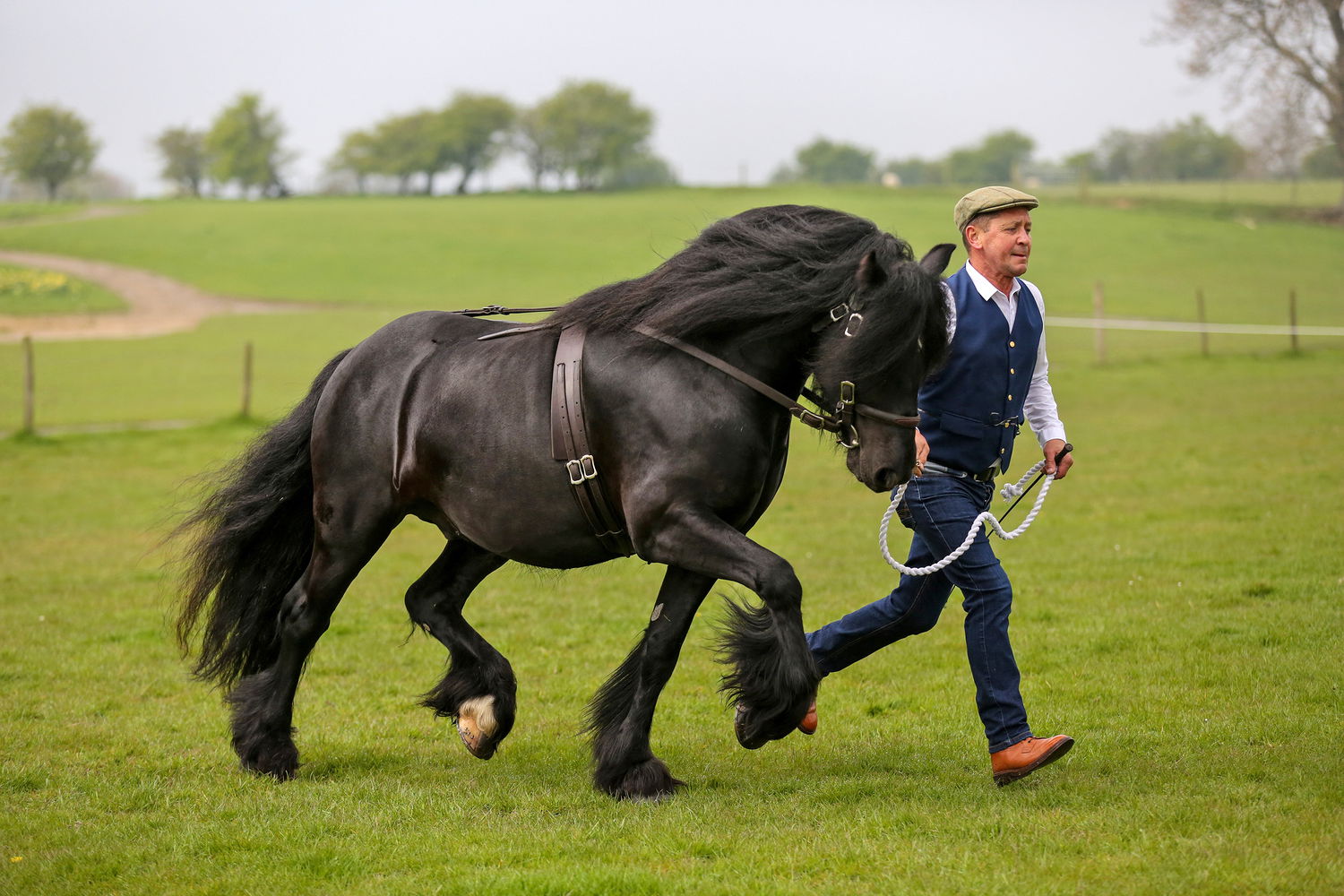 Horse Breed: Dales - image via Your Horse Magazine - Globetrotting horse riding holidays