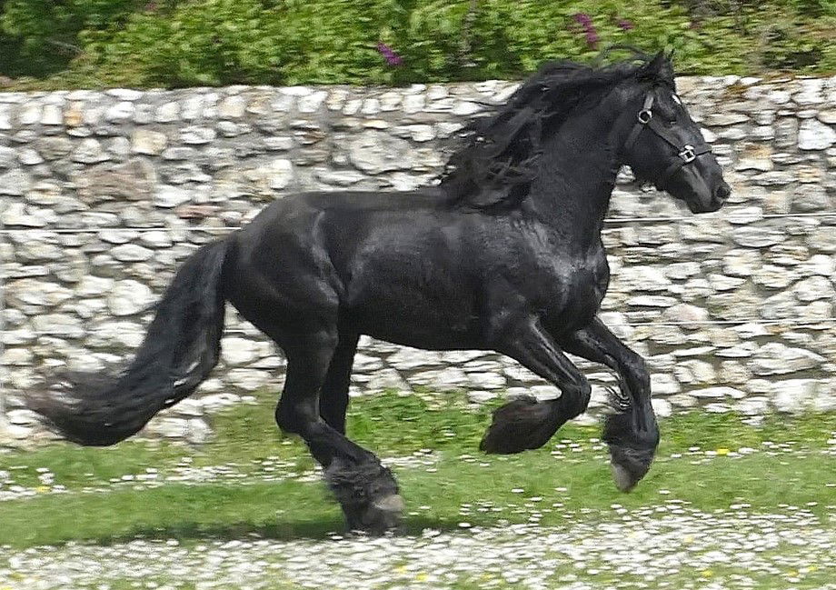 Horse Breed: Dales - kingmaker dales pony stud - Globetrotting horse riding holidays
