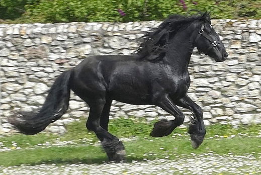 Horse Breed: Dales - kingmaker dales pony stud - Globetrotting horse riding holidays