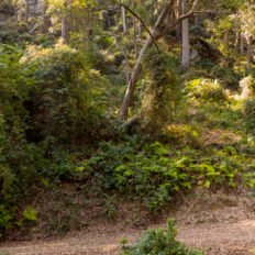 rider in forest on shoalhaven horse riding holiday by globetrotting