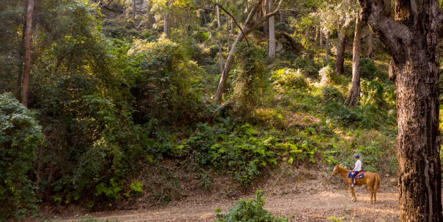 rider in forest on shoalhaven horse riding holiday by globetrotting