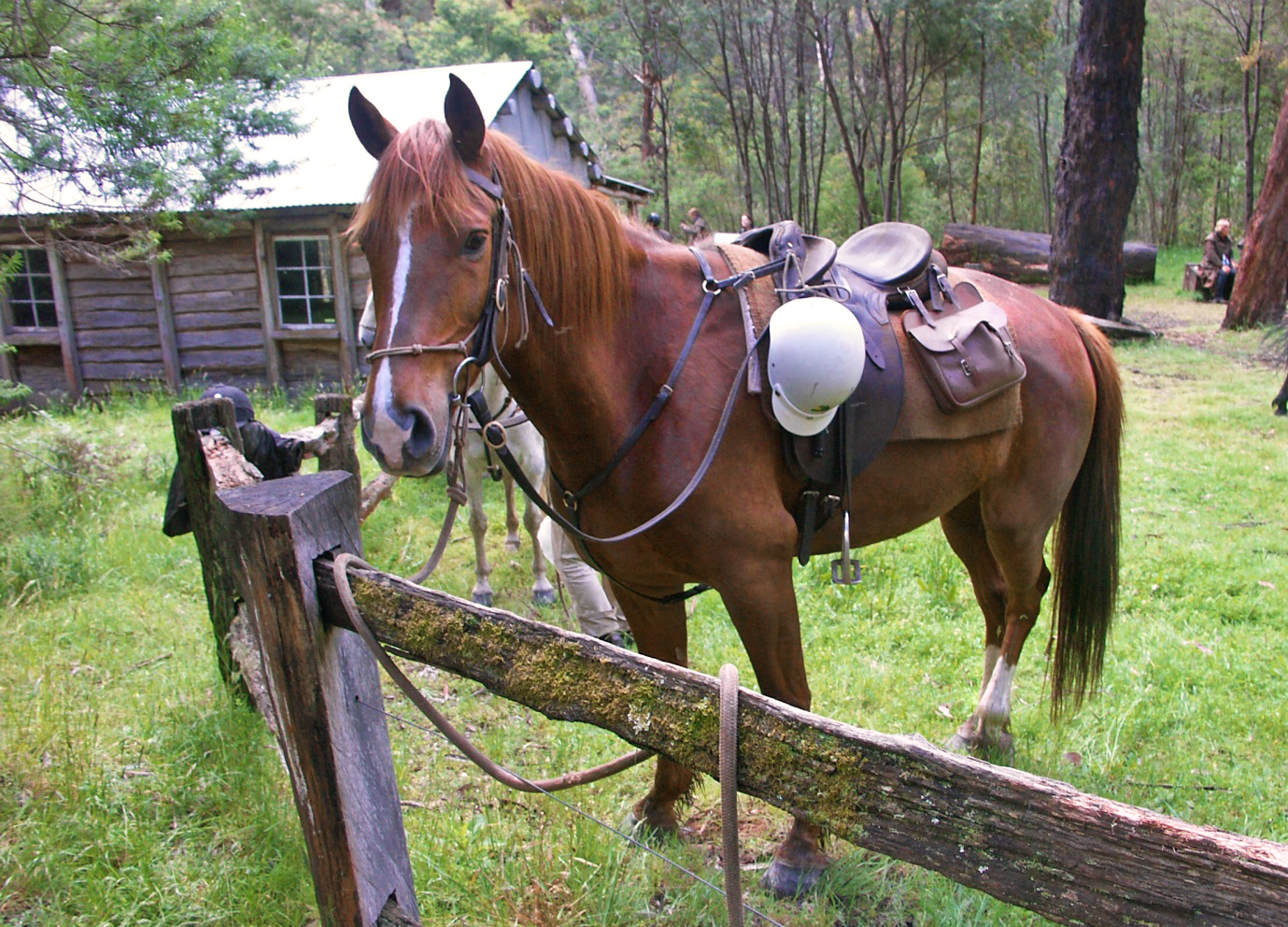 Meet a Globetrotter: Anthony Tietze - Craig's Hut & High Country Ride, Australia - Globetrotting horse riding holidays