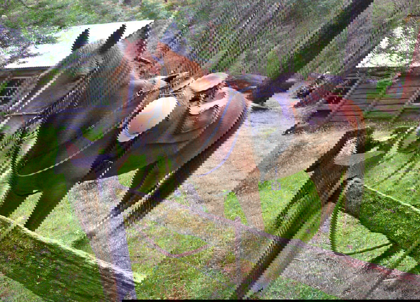 Meet a Globetrotter: Anthony Tietze - Craig's Hut & High Country Ride, Australia - Globetrotting horse riding holidays