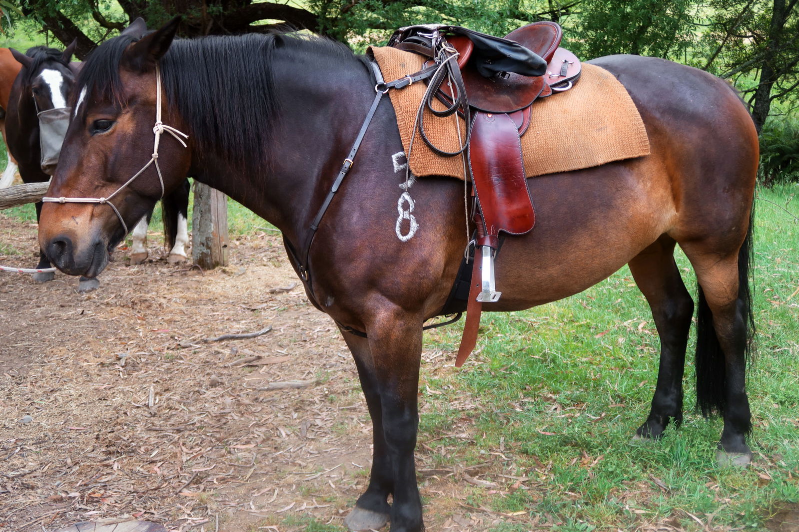 Craig's Hut & High Country Ride, Australia - Globetrotting horse riding holidays