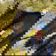 Glenorchy Back Country Ride, South Island, New Zealand - Globetrotting horse riding holidays