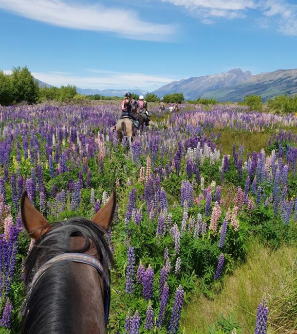 Glenorchy Back Country Ride, South Island, New Zealand - Globetrotting horse riding holidays