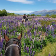 Glenorchy Back Country Ride, South Island, New Zealand - Globetrotting horse riding holidays