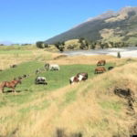 Glenorchy Back Country Ride, South Island, New Zealand - Globetrotting horse riding holidays