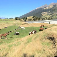 Glenorchy Back Country Ride, South Island, New Zealand - Globetrotting horse riding holidays