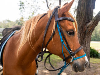 Globetrotting Guest Horse: Freddie Bear - The Shoalhaven Ride, New South Wales, Australia - Globetrotting horse riding holidays