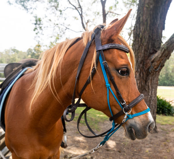 Globetrotting Guest Horse: Freddie Bear - The Shoalhaven Ride, New South Wales, Australia - Globetrotting horse riding holidays