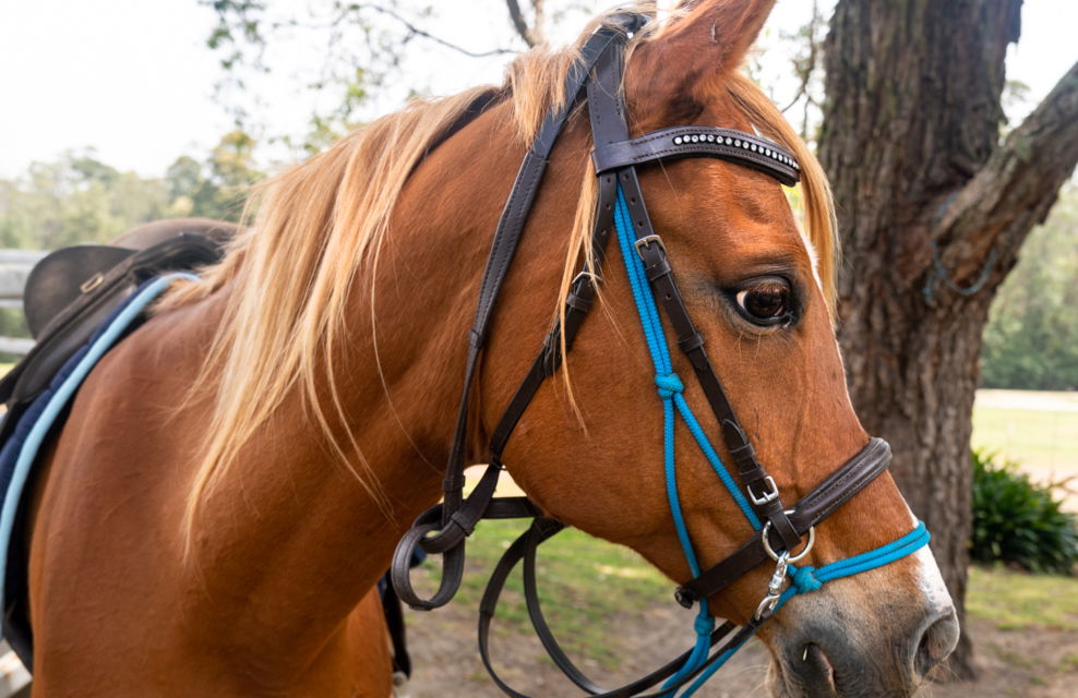 Globetrotting Guest Horse: Freddie Bear - The Shoalhaven Ride, New South Wales, Australia - Globetrotting horse riding holidays