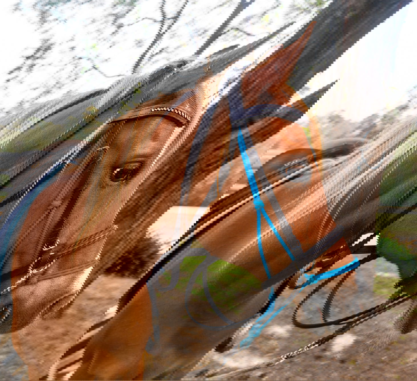 Globetrotting Guest Horse: Freddie Bear - The Shoalhaven Ride, New South Wales, Australia - Globetrotting horse riding holidays