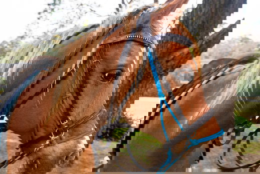 Globetrotting Guest Horse: Freddie Bear - The Shoalhaven Ride, New South Wales, Australia - Globetrotting horse riding holidays