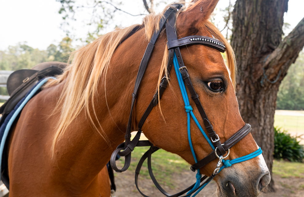 Globetrotting Guest Horse: Freddie Bear - The Shoalhaven Ride, New South Wales, Australia - Globetrotting horse riding holidays