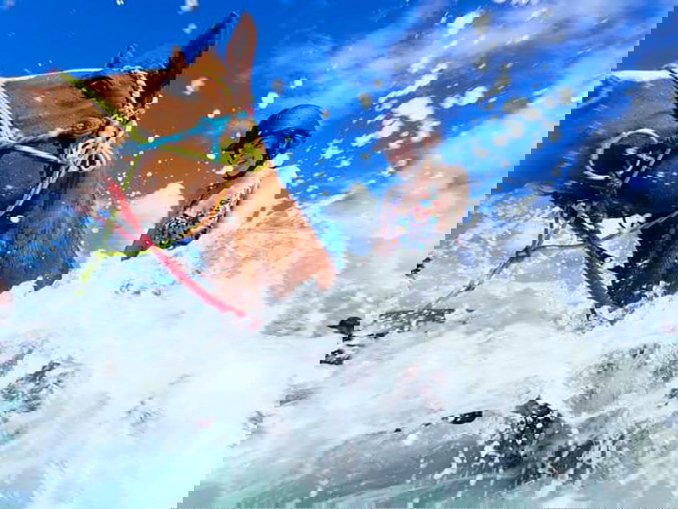 Rainbow Beach, Bush & Cattle Ride, Queensland, Australia - Globetrotting horse riding holidays