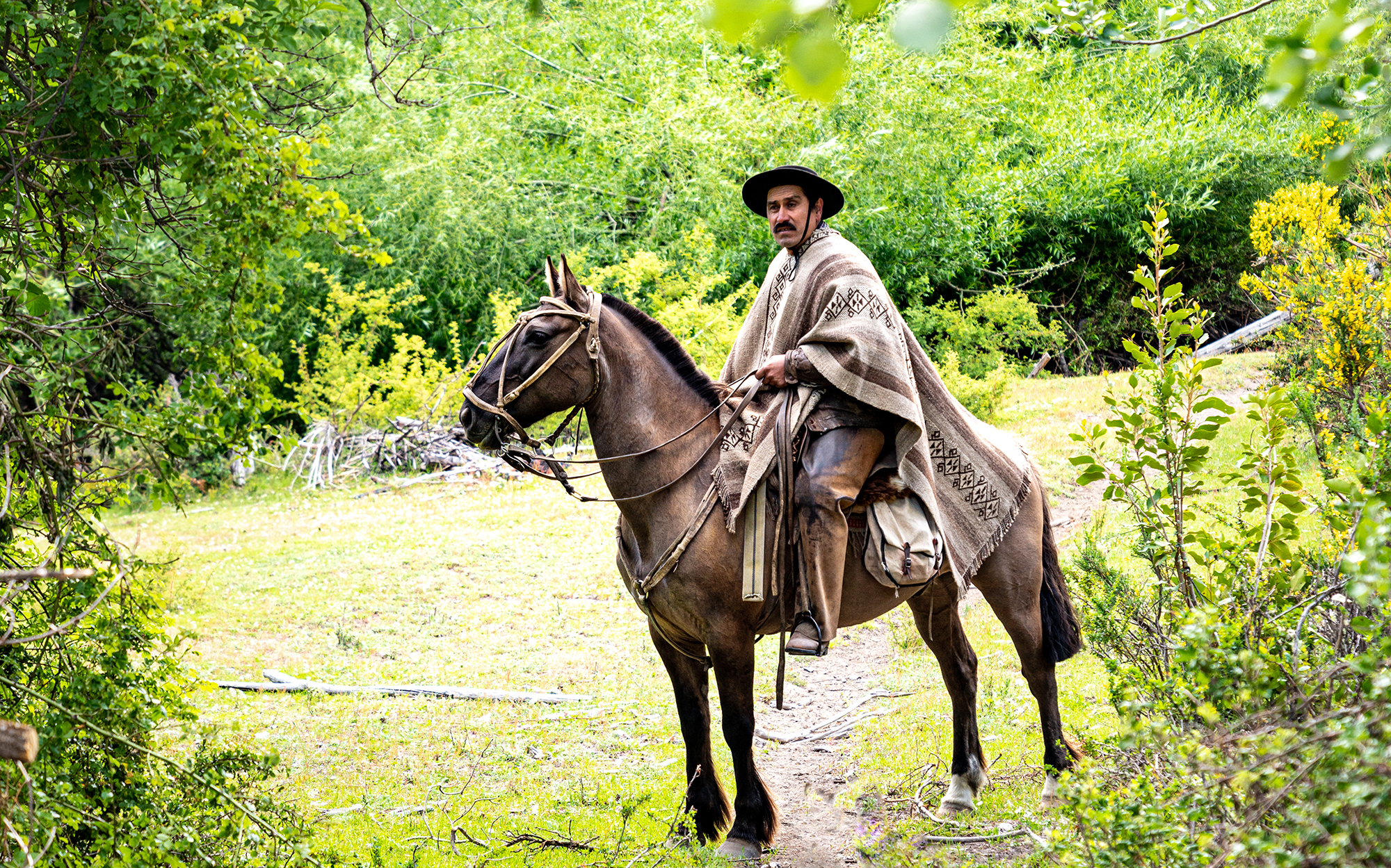 Horse Breed: Criollo - Globetrotting horse riding holidays