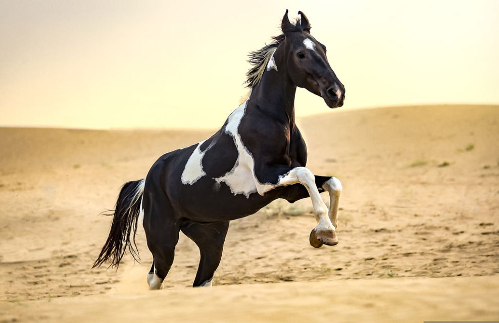 Horse Breed: Marwari - Globetrotting horse riding holidays