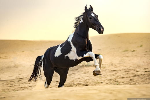 Horse Breed: Marwari - Globetrotting horse riding holidays