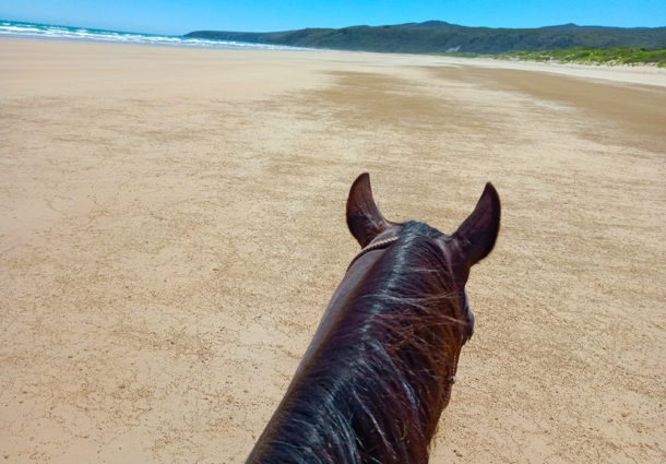 Tassie Tiger Trail, Australia - Globetrotting horse riding holidays
