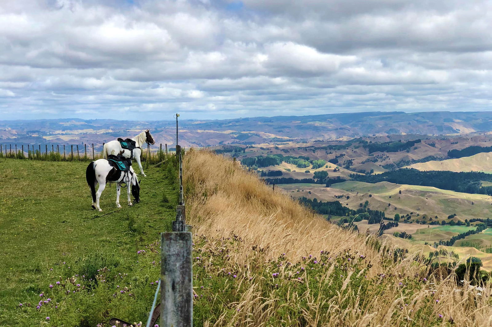 The River Valley Ride, North Island, New Zealand - Globetrotting horse riding holidays