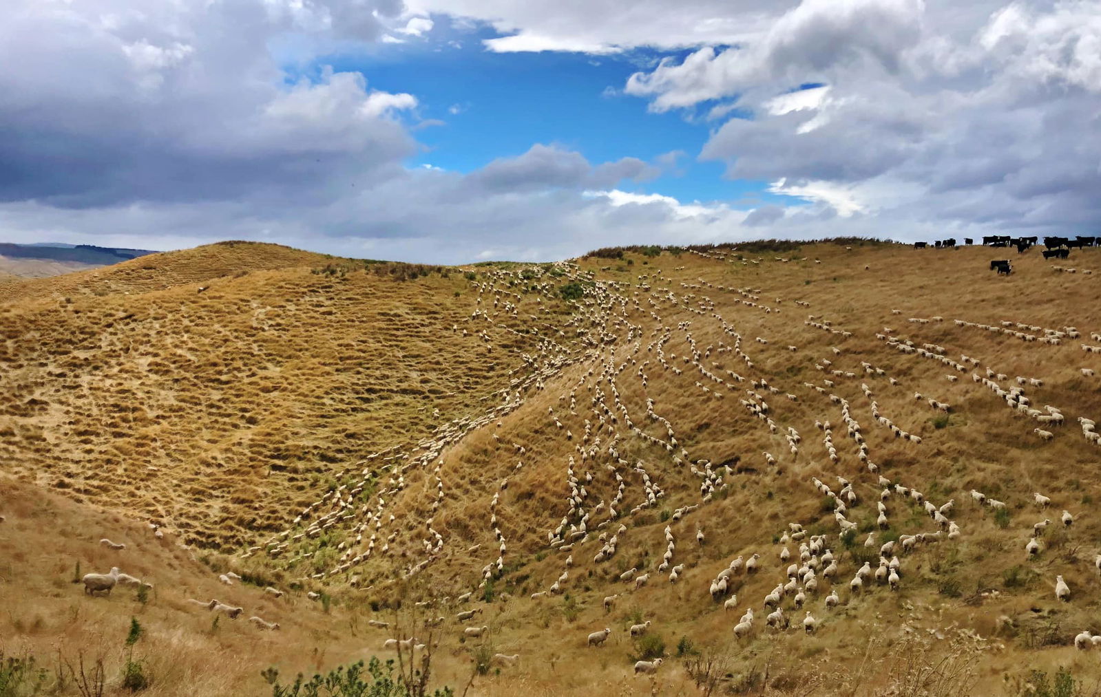 The River Valley Ride, North Island, New Zealand - Globetrotting horse riding holidays