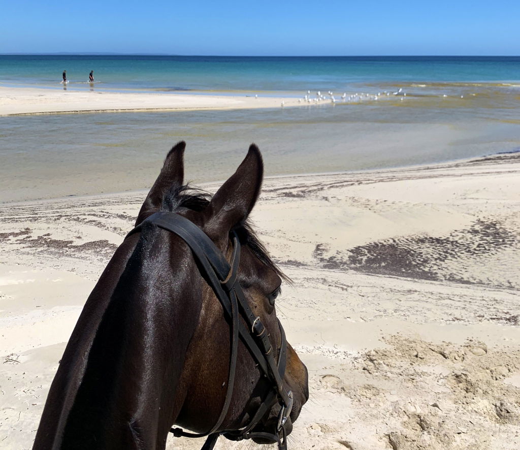 The Margaret River Ride, Western Australia - Globetrotting horse riding holidays