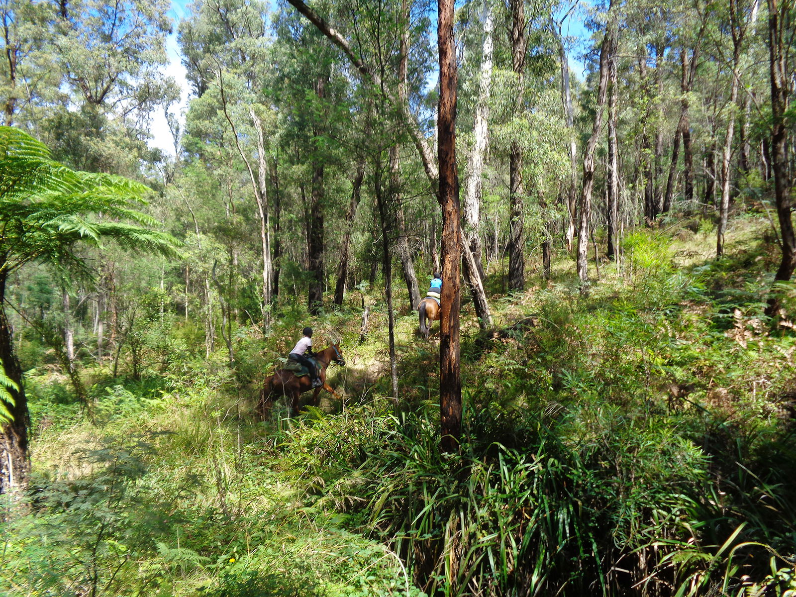 Howqua River Ride, Victoria, Australia - Globetrotting horse riding holidays