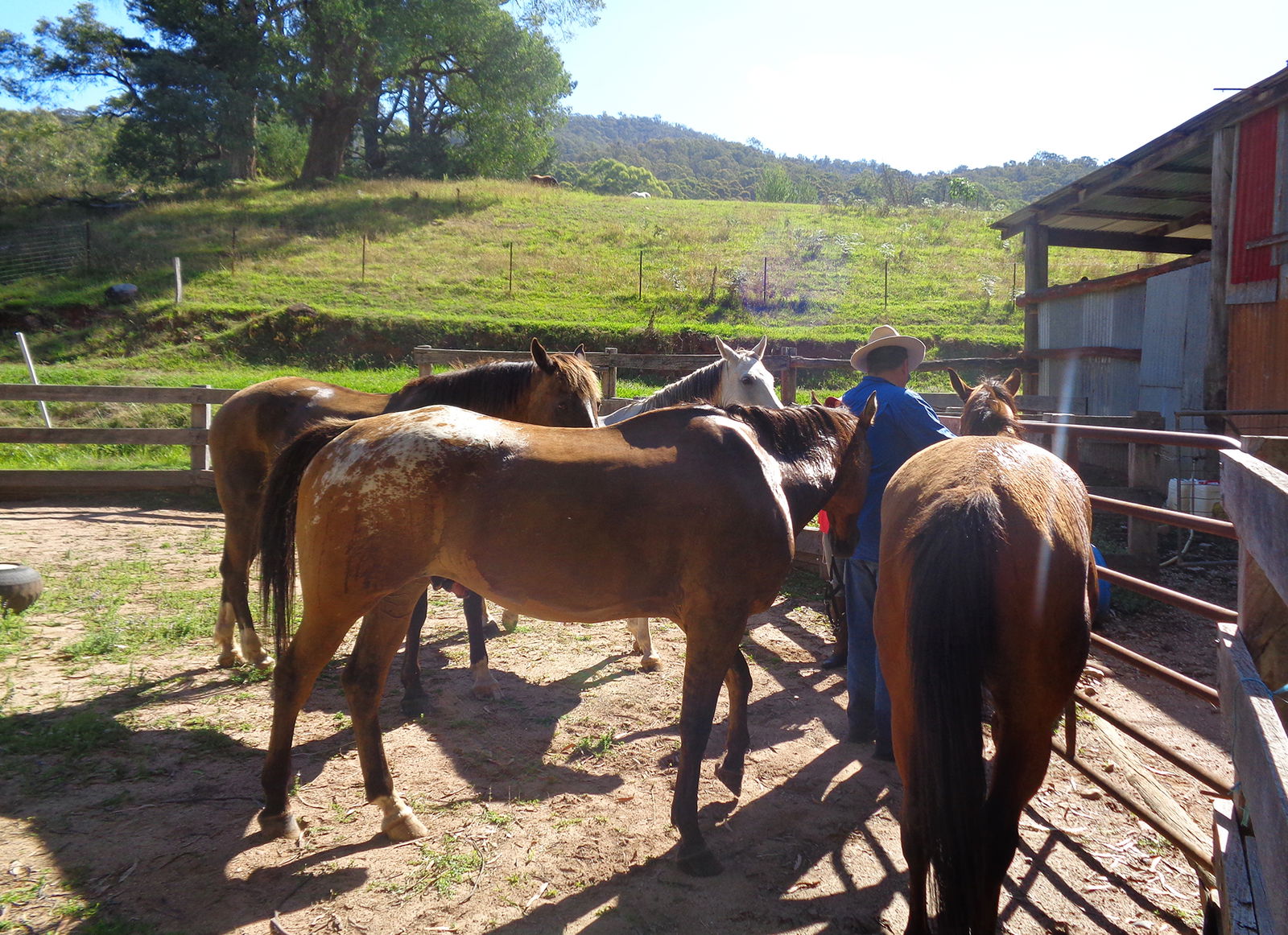 Howqua River Ride, Victoria, Australia - Globetrotting horse riding holidays
