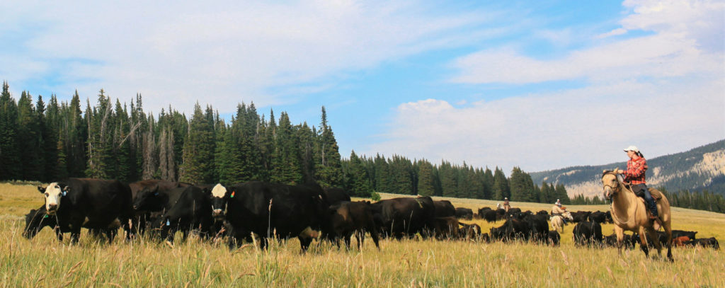 Big Horn Cattle Drive, USA - Globetrotting horse riding holidays