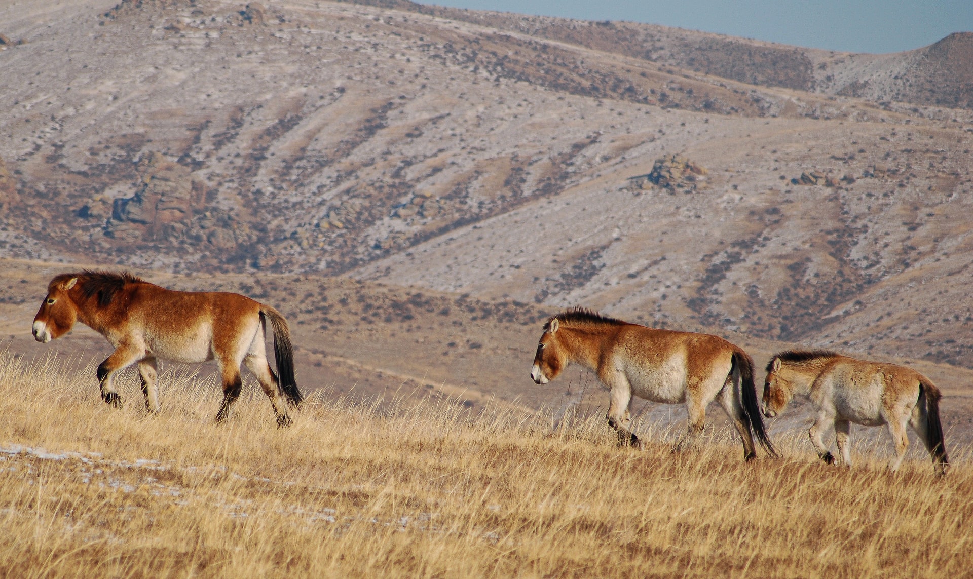Horse Breed: Przewalski - Photo by Tengis Galamez on Upsplash - Globetrotting horse riding holidays