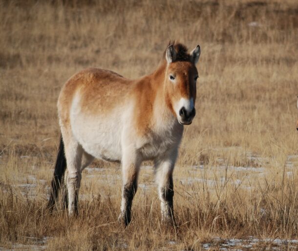 Horse Breed: Przewalski - Photo by Tengis Galamez on Upsplash - Globetrotting horse riding holidays