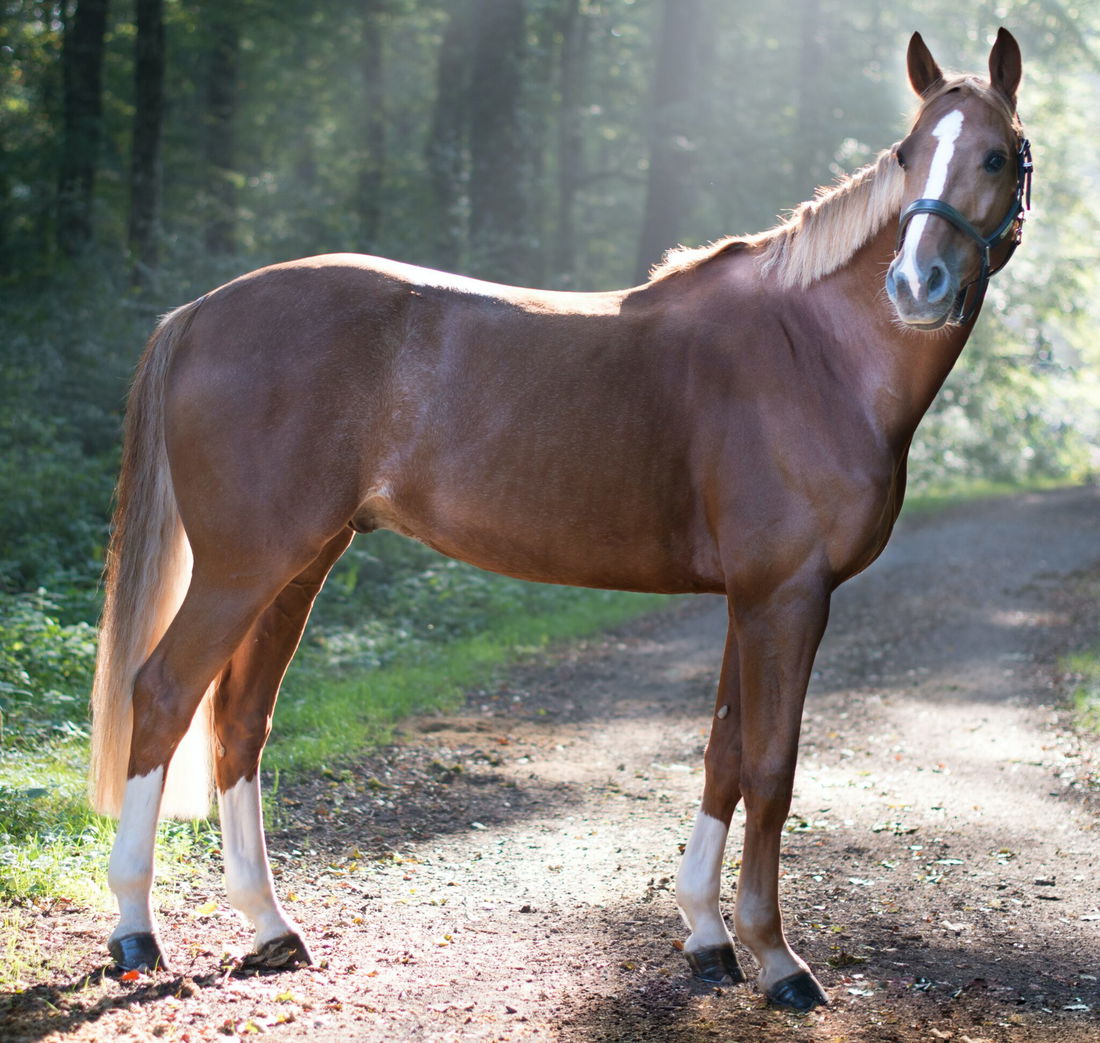 Horse Breed: Bavarian Warmblood - photo by Jacques Bopp on Unsplash - Globetrotting horse riding holidays