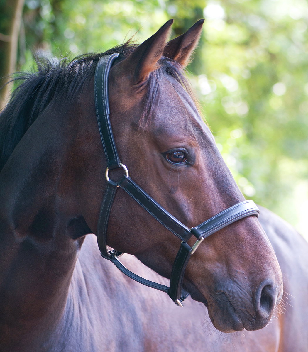 Horse Breed: Hanoverian - photo by Jacques Bopp on Unsplash - Globetrotting horse riding holidays