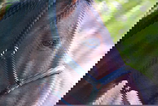 Horse Breed: Hanoverian - photo by Jacques Bopp on Unsplash - Globetrotting horse riding holidays