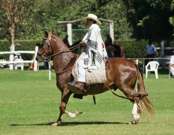 Horse Breed: Peruvian Paso - photo by Renzo Gaspary on Unsplash - Globetrotting horse riding holidays
