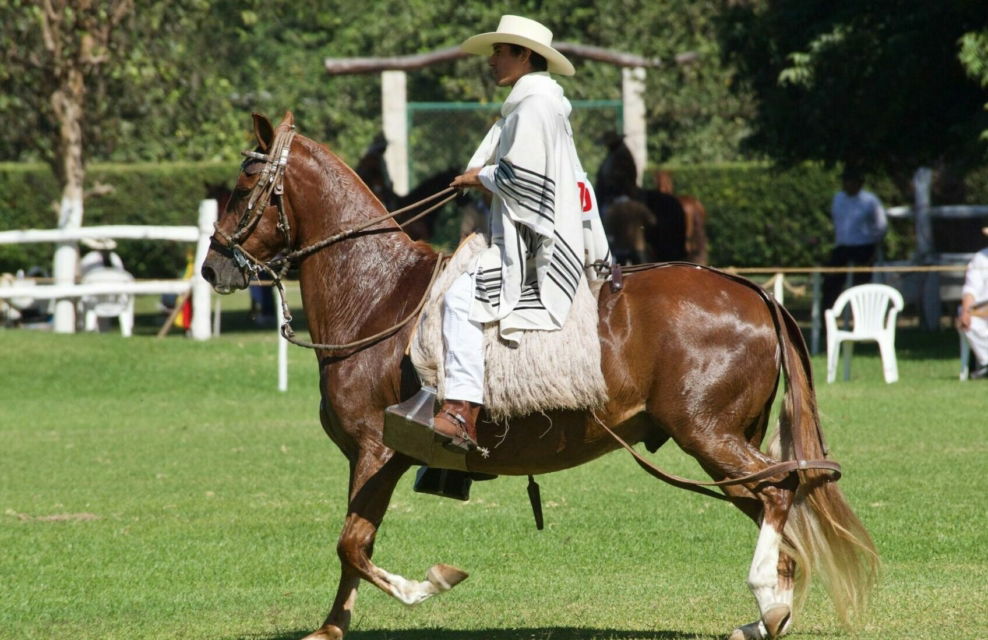Horse Breed: Peruvian Paso - photo by Renzo Gaspary on Unsplash - Globetrotting horse riding holidays