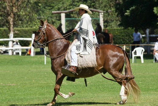 Horse Breed: Peruvian Paso - photo by Renzo Gaspary on Unsplash - Globetrotting horse riding holidays