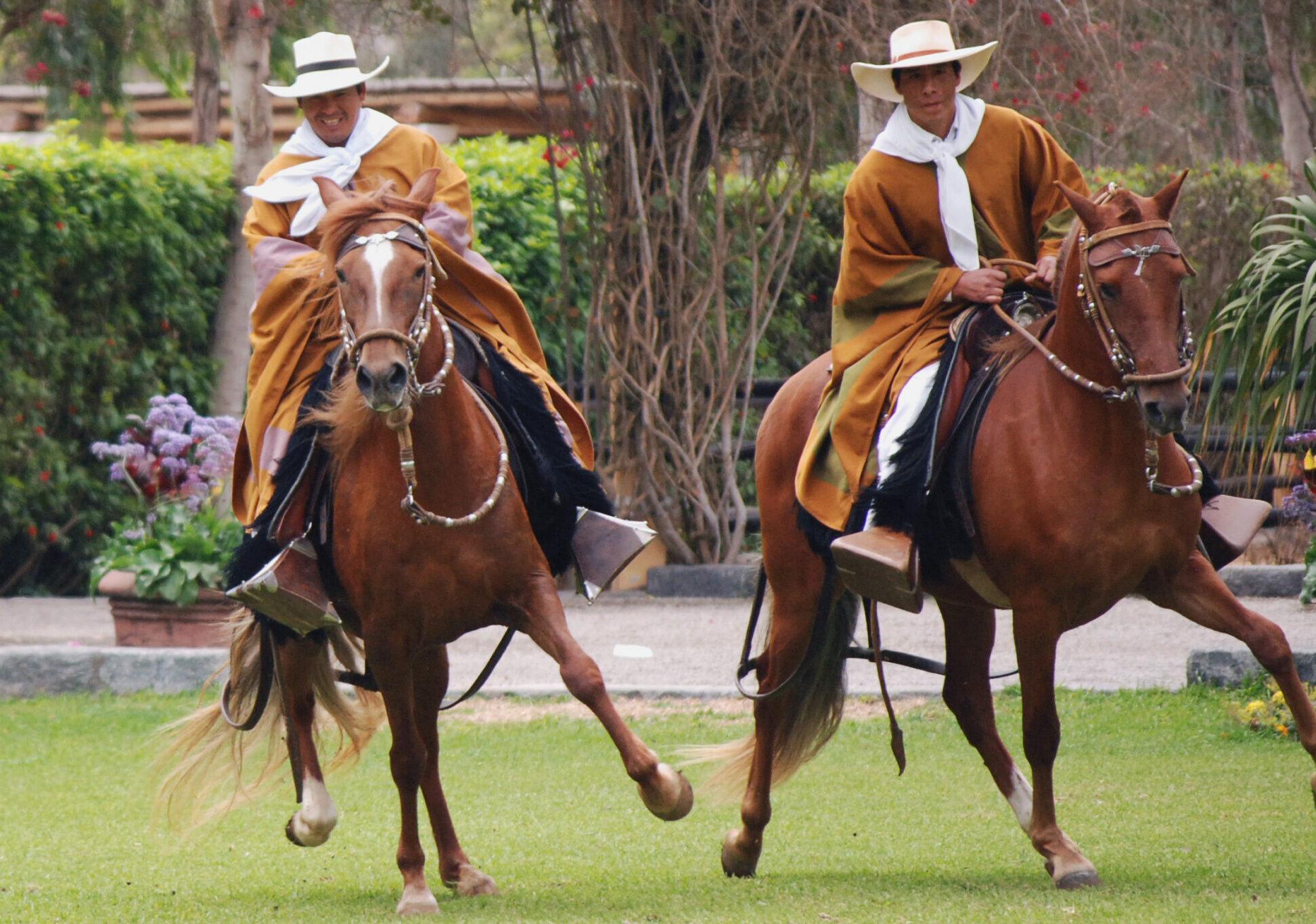 Horse Breed: Peruvian Paso - photo by Harvey Barrison on Wikimedia Commons - Globetrotting horse riding holidays