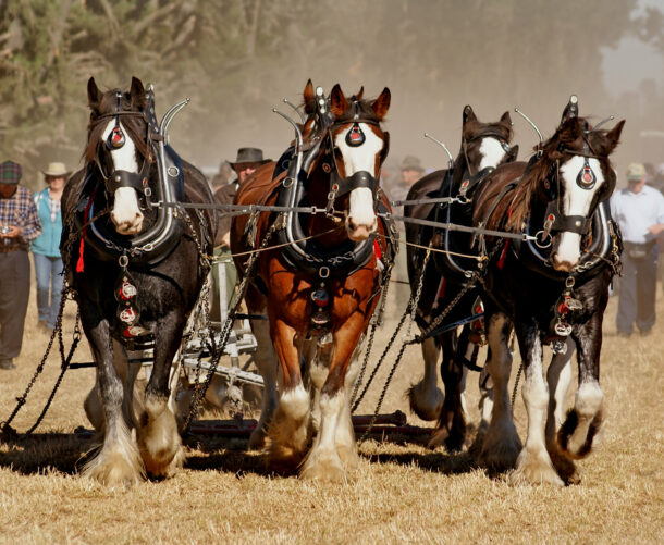 Horse Breed: Clydesdale - photo by Bernard Spragg - Globetrotting horse riding holidays