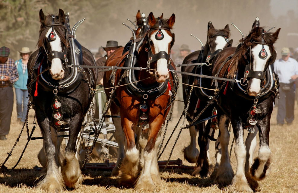 Horse Breed: Clydesdale - photo by Bernard Spragg - Globetrotting horse riding holidays
