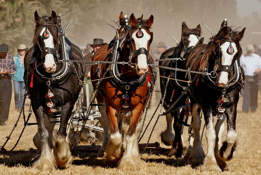 Horse Breed: Clydesdale - photo by Bernard Spragg - Globetrotting horse riding holidays