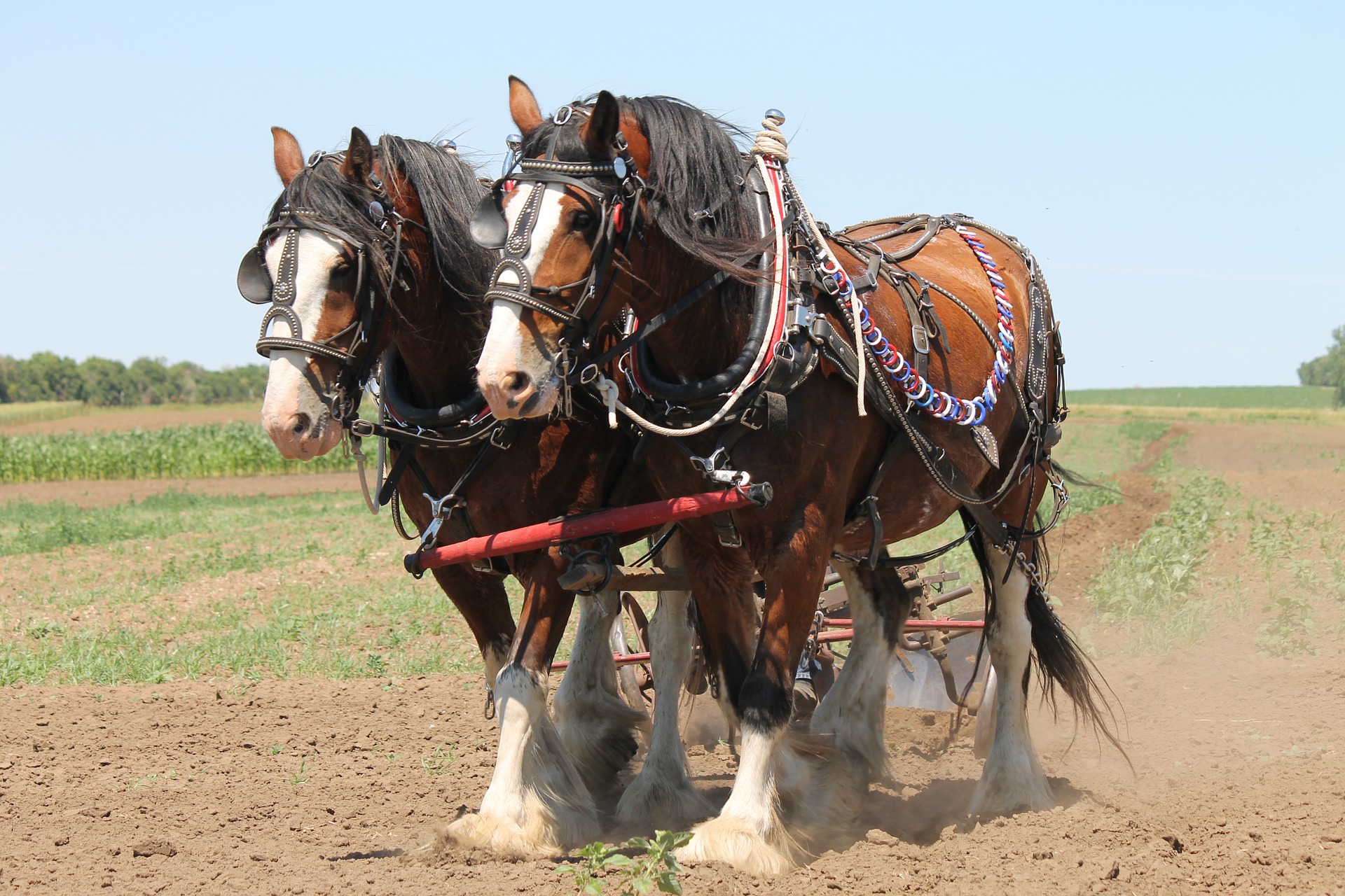 Horse Breed: Clydesdale - photo by Jessica Rockeman on Pixabay - Globetrotting horse riding holidays