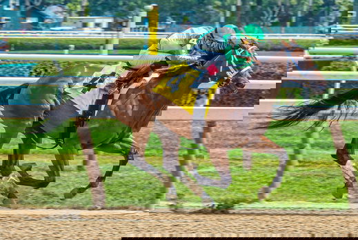 Horse Breed: Thoroughbred - photo by Larry White - Globetrotting horse riding holidays